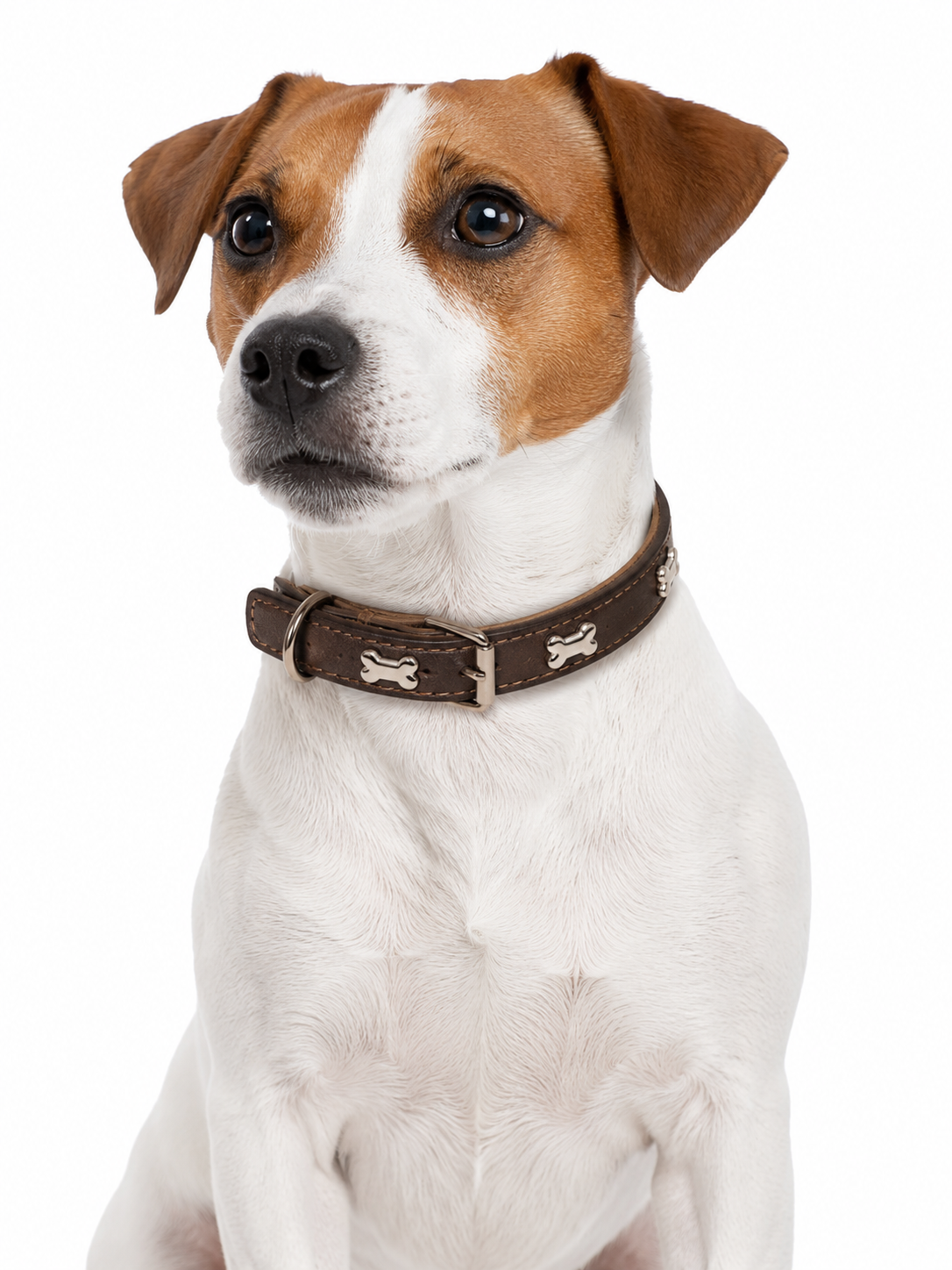 Coleira Colar de Couro com Design de Ossinho para Cães e Gatos