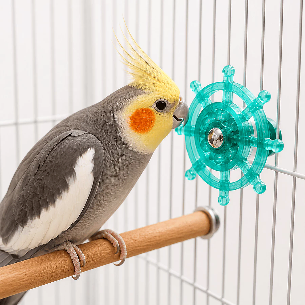 Brinquedo Disco Interativo Giratório para Aves Calopsitas Periquitos Agapornis