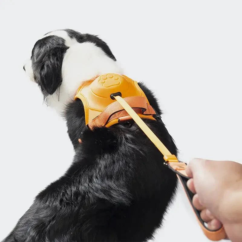 Coleira Retrátil com Guia para Cães de Médio e Grande Porte - Petzo™
